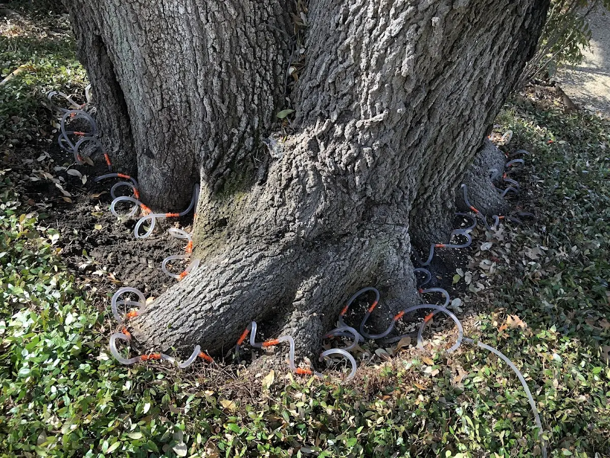 Detailed Tree Cabling and Bracing job site in Eben Junction