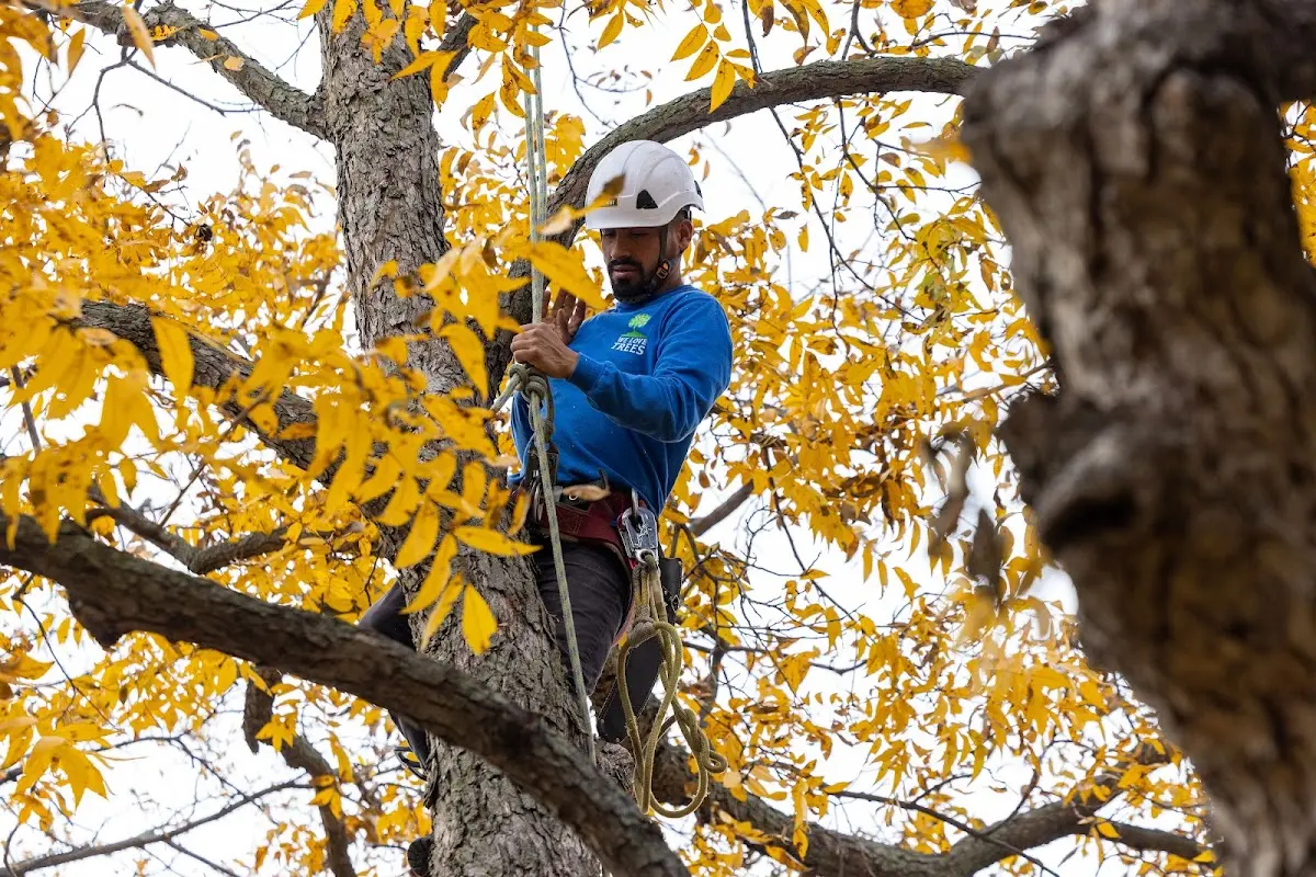 Skilled Tree Trimming crew working in Eben Junction